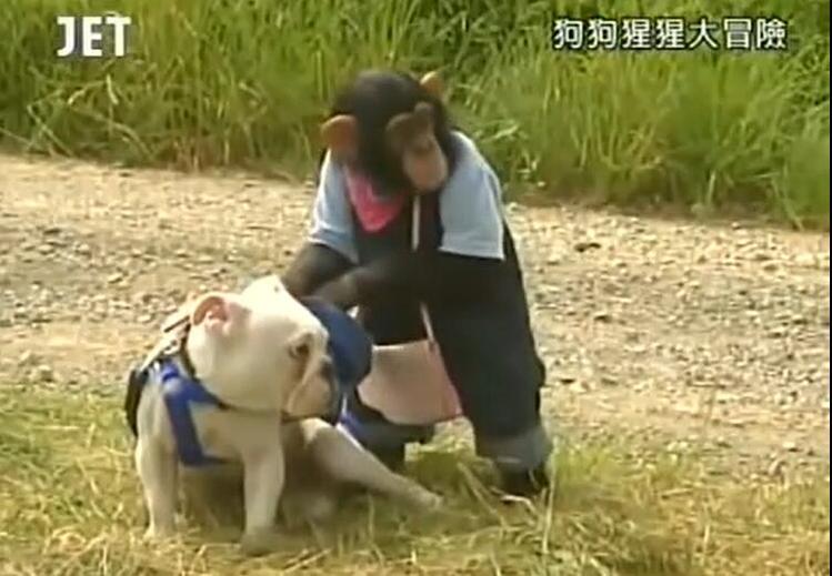 绝佳搭档！观看《狗狗猩猩大冒险》全集，庞庞与詹姆斯征服人类世界